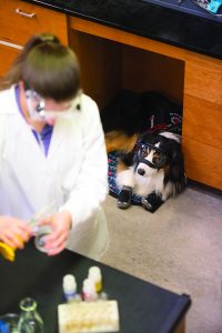 Taylor Gwinn '20 with Vicar, her service dog, in lab.