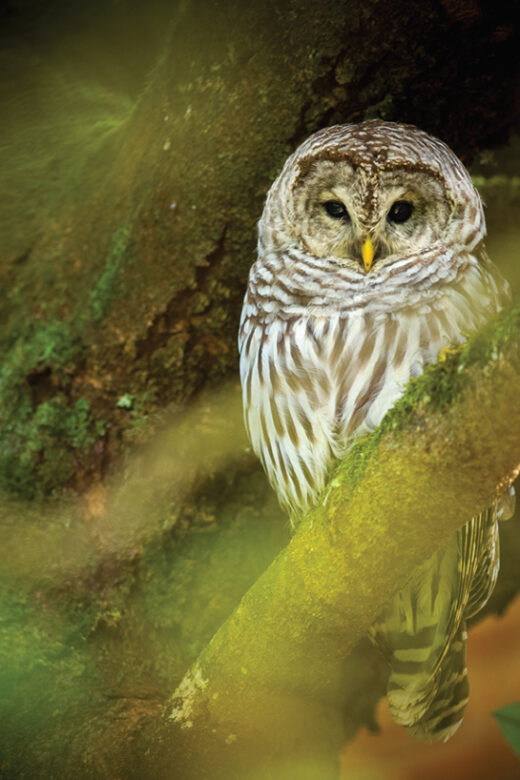 Barred owl on McMinnville's Campus