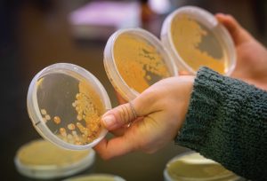 Bacteria examination