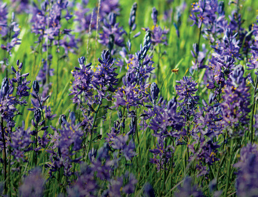 field of camas