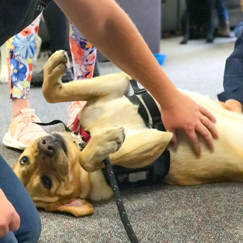 Students petting a therapy dog.