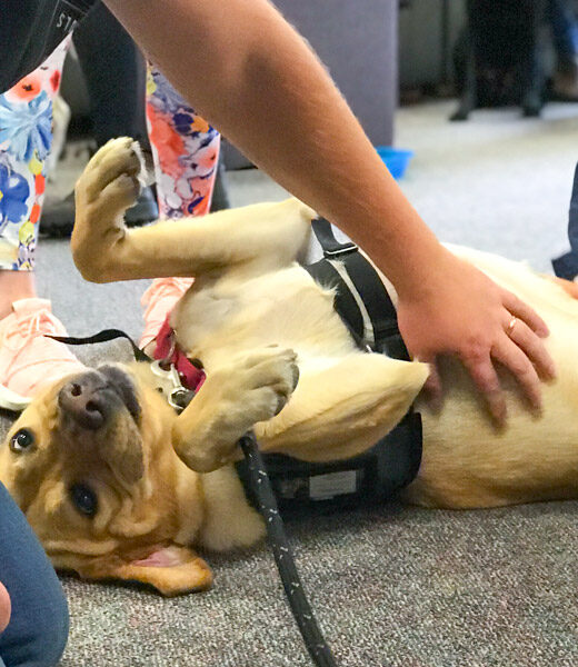 Students petting a therapy dog.