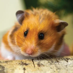 photo of the hamster, Mr. Sweetie.