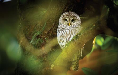 Barred owl on McMinnville's Campus